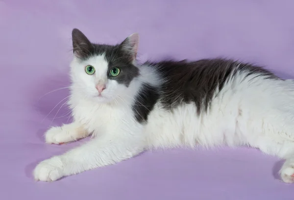 White spotted cat with green eyes lying on purple — Stock Photo, Image