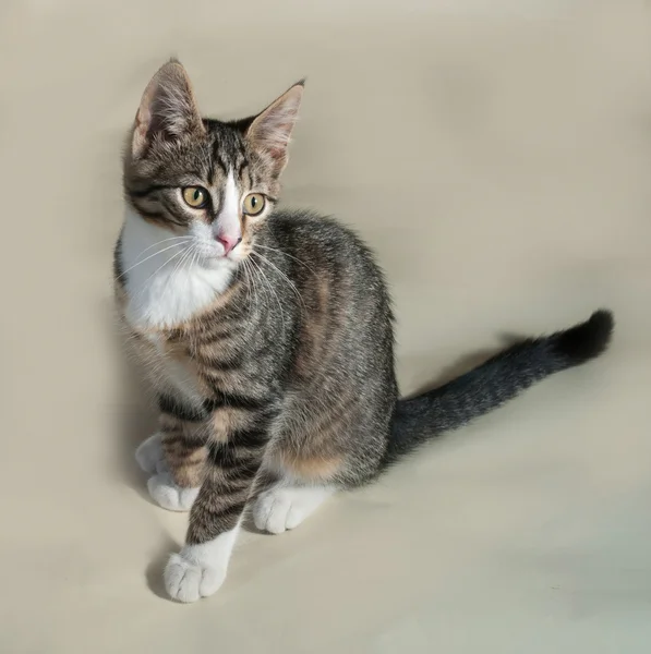 Маленький полосатый котенок, стоящий на сером — стоковое фото