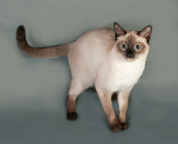 Тайский кот с голубыми глазами, стоящий на сером — стоковое фото