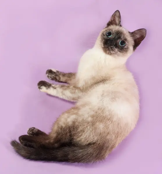 Chaton thaïlandais couché sur violet — Photo