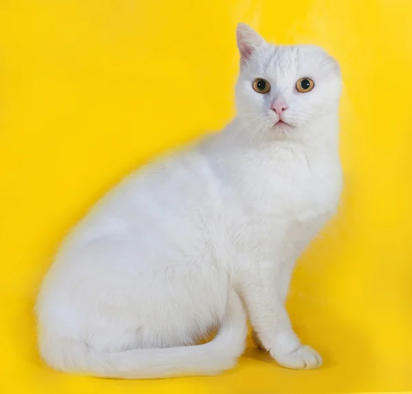 Witte kat zonder één oor op geel — Stockfoto