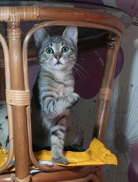 Gatito rayado asustado sentado debajo de la mesa —  Fotos de Stock