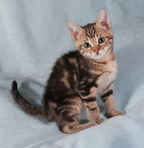 Striped kitten sitting on blue background — Stock Photo, Image
