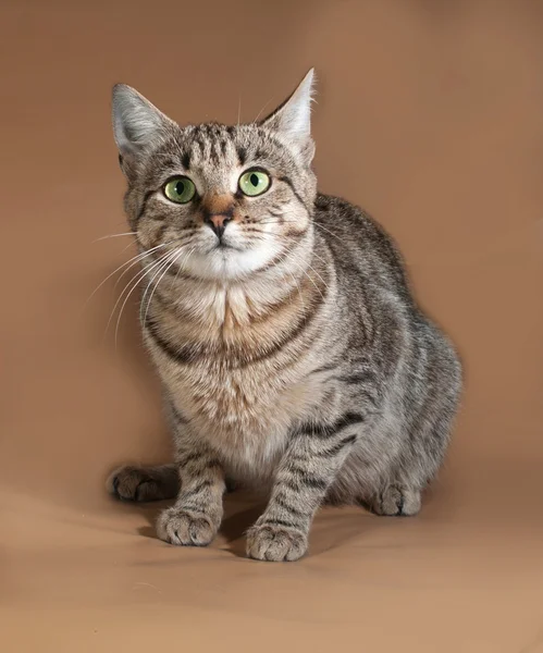 Yeşil gözlü kahverengi üzerine oturan tekir kedi — Stok fotoğraf