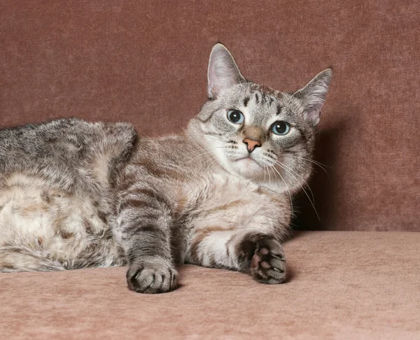 Chat tabby aux yeux bleus couché sur le canapé — Photo