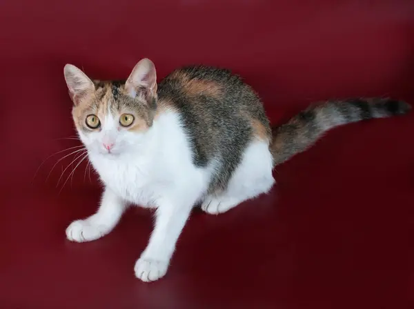 Chat tricolore aux yeux jaunes assis sur bordeaux — Photo