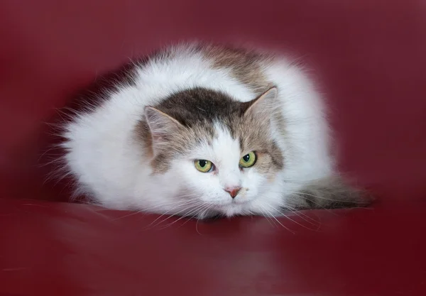 Vita fluffiga katt med gröna ögon liggande på Bourgogne — Stockfoto