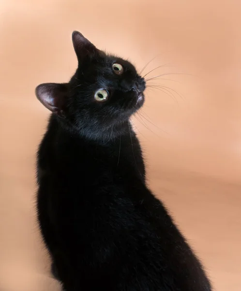 Black cat with yellow eyes on brown — Stock Photo, Image