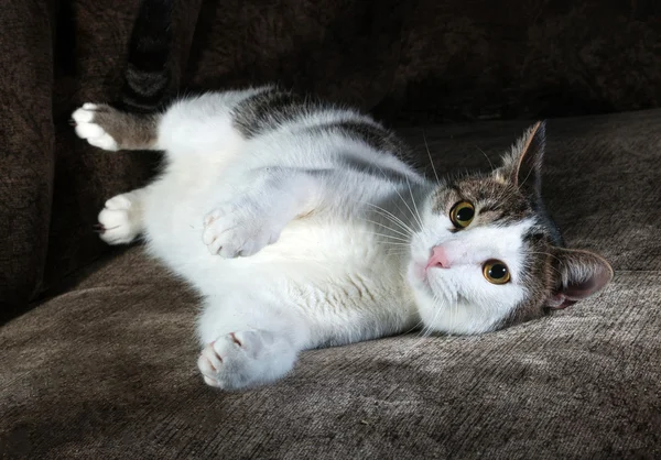 White cat with spots lying on chair — Stock Photo, Image