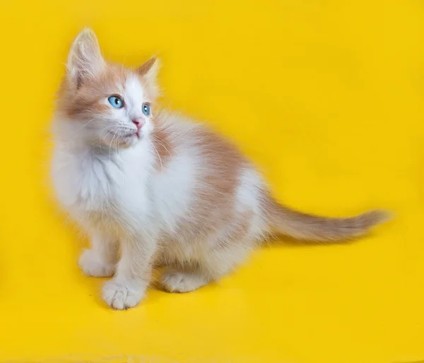 Gengibre e gatinho branco com olhos azuis sentados no amarelo — Fotografia de Stock