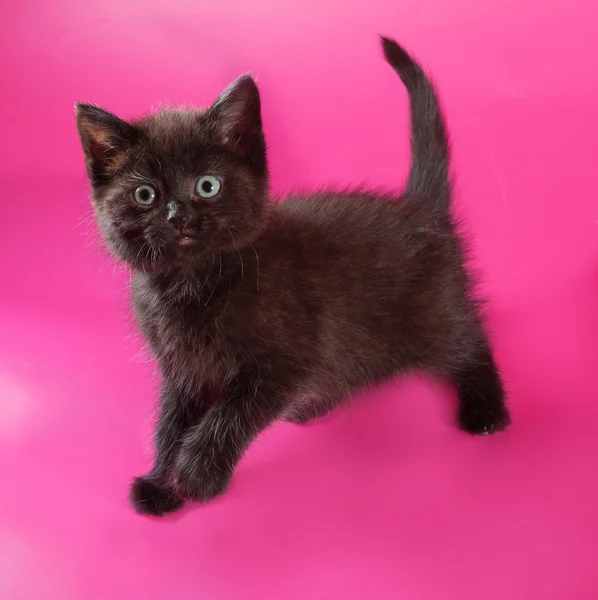 Gattino nero soffice in piedi su rosa — Foto Stock