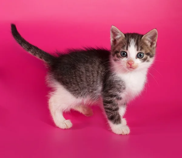 White spotted kitten sitting on pink — Stock Photo, Image