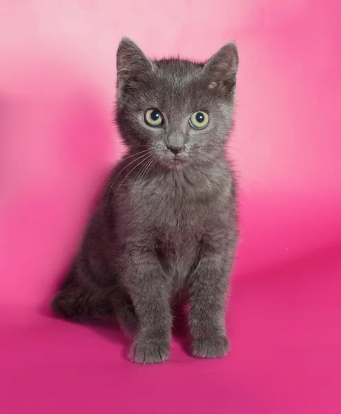 Gattino grigio seduto sul rosa — Foto Stock