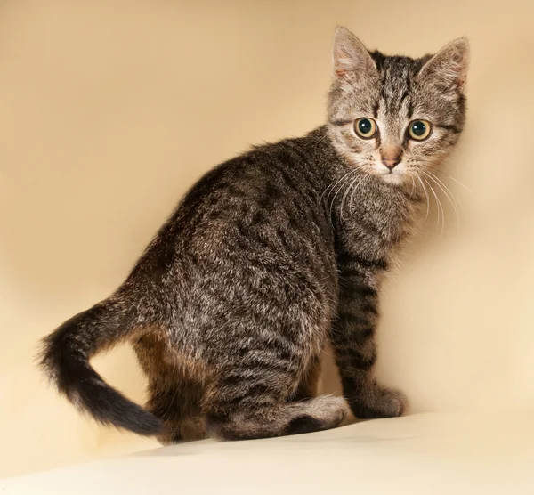 Striped kitten sitting on yellow — Stock Photo, Image