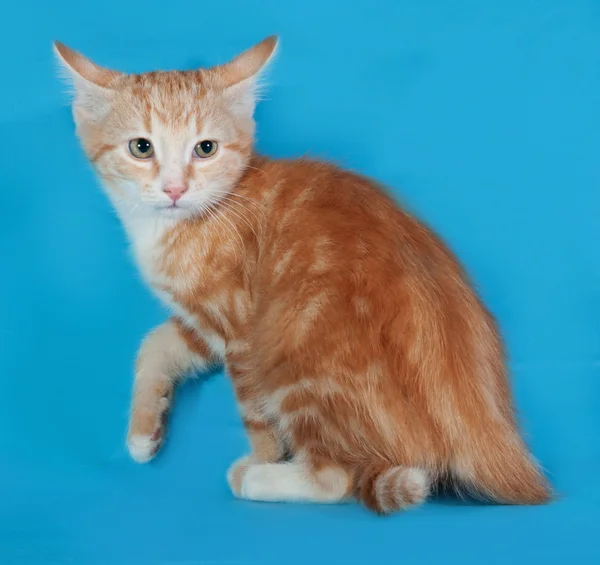 Red and white kitten sitting on blue — Stock Photo, Image