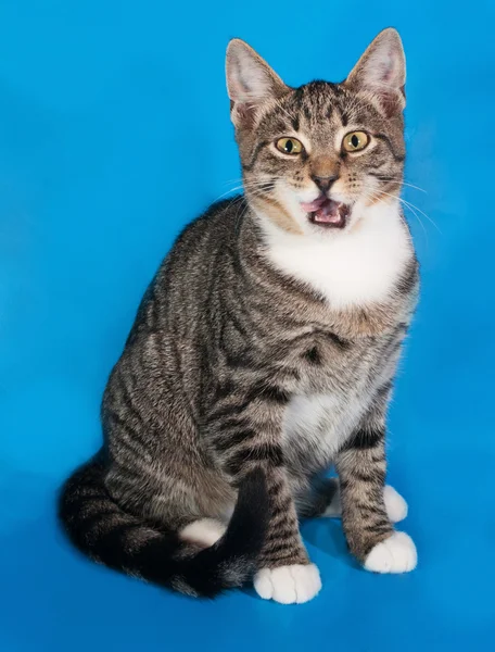 Gattino a strisce seduto su blu e leccare — Foto Stock