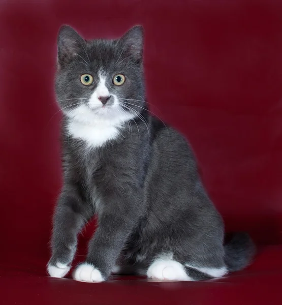 Gray fluffy kitten sitting on burgundy — Stock Photo, Image