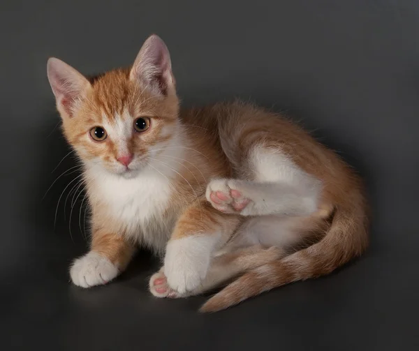 Rød og hvit kattunge sitter på grå – stockfoto