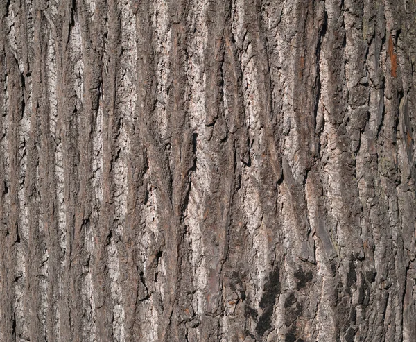 Texture di corteccia d'albero ricoperta di muschio verde — Foto Stock