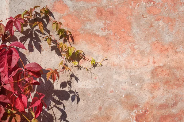 Roter und grüner Efeu auf rosa Wand — Stockfoto