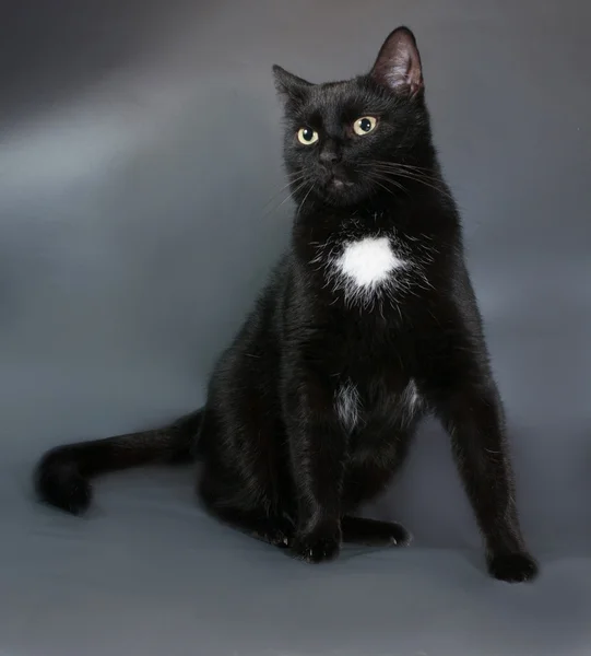 Il gatto nero con macchia bianca si siede su grigio — Foto Stock