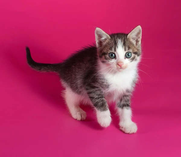 Vit fläckig kattunge sitter på rosa — Stockfoto