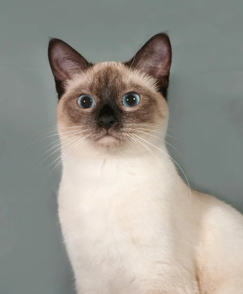 Gatto Thai con occhi blu, seduto su grigio — Stockfoto