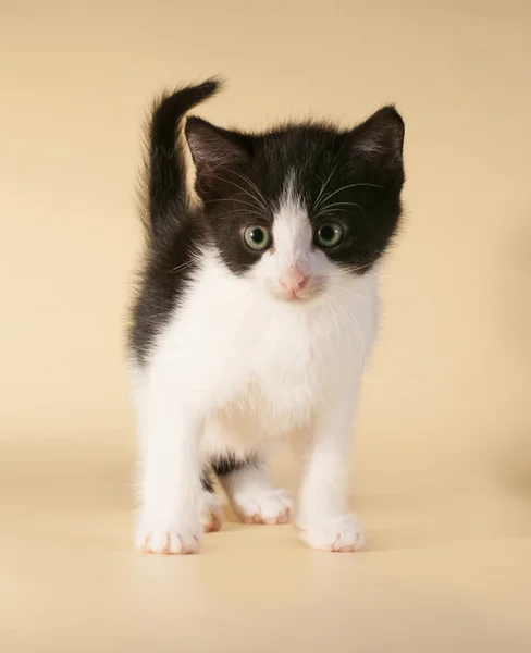 Gatito blanco y negro de pie sobre amarillo — Foto de Stock