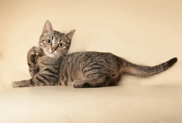 Striped kitten lying on yellow — Stock Photo, Image