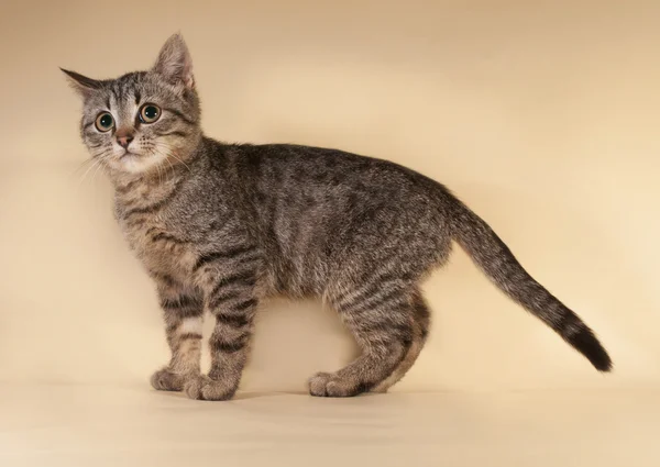 Chaton rayé debout sur jaune — Photo