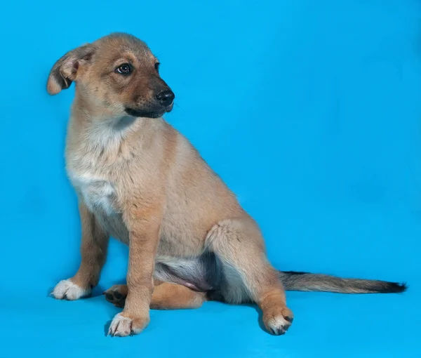 Cachorro amarillo sentado en azul — Foto de Stock