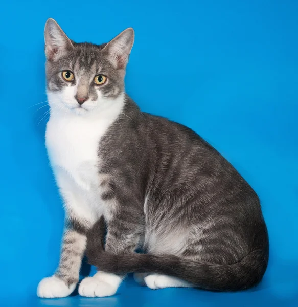 White spotted kitten sitting on blue — Stock Photo, Image