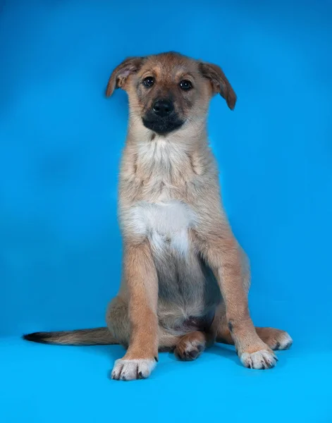 Yellow puppy sitting on blue — Stock Photo, Image