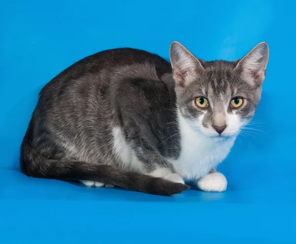 Gatito manchado blanco sentado en azul — Foto de Stock