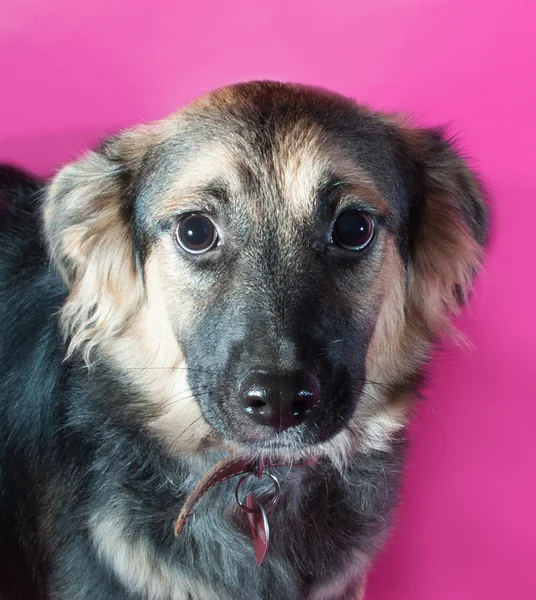 Shaggy brown dog on pink — Stock Photo, Image