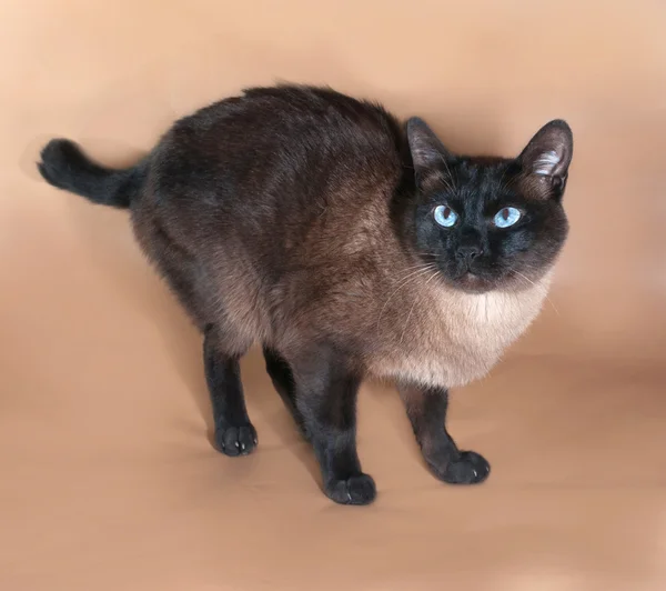 Тайский кот с голубыми глазами, стоящий на коричневом — стоковое фото