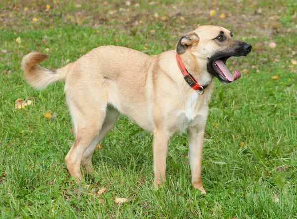 Perro amarillo en collar rojo de pie sobre hierba y bostezos —  Fotos de Stock