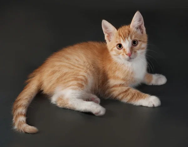 Gri üzerine oturan kırmızı ve beyaz yavru kedi — Stok fotoğraf