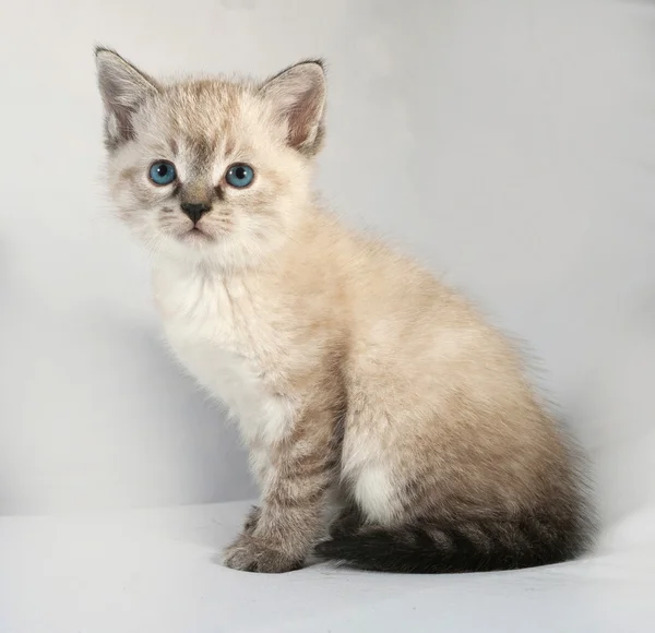 Zegel punt kitten met blauwe ogen, zittend op grijs — Stockfoto