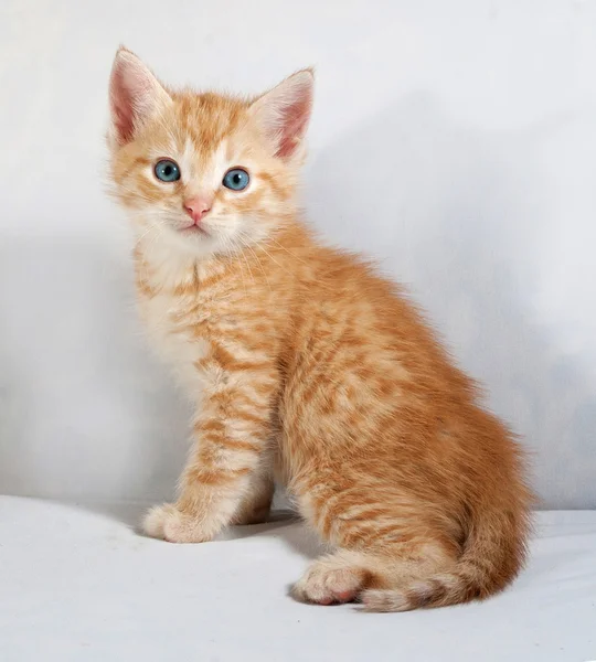 Red fluffy kitten sitting on gray — Stock Photo, Image