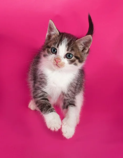 Vit fläckig kattunge sitter på rosa — Stockfoto