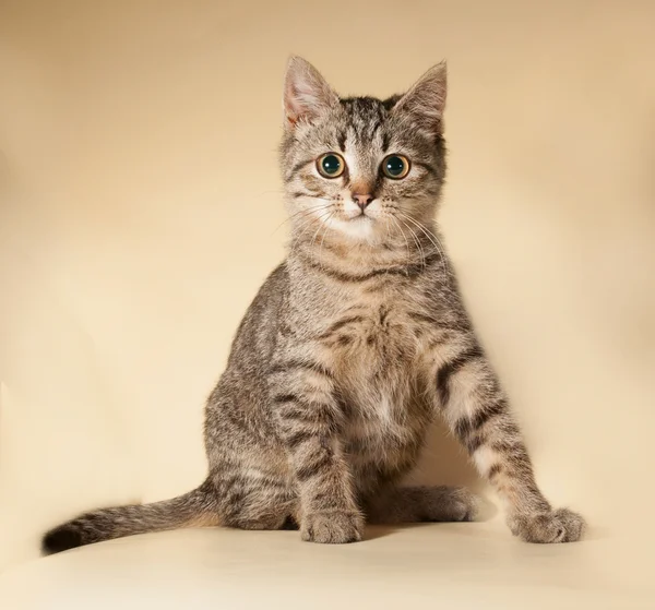 Striped kitten sitting on yellow — Stock Photo, Image