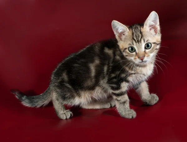 Gestreiftes flauschiges Kätzchen steht auf Burgund — Stockfoto