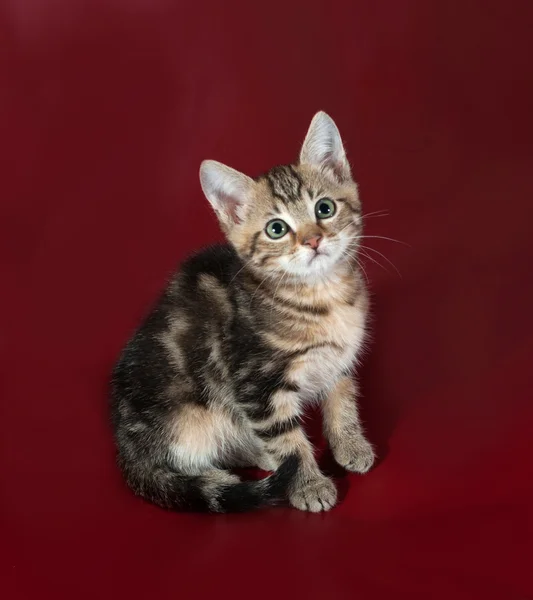 Striped fluffy kitten sitting on burgundy — Stock Photo, Image