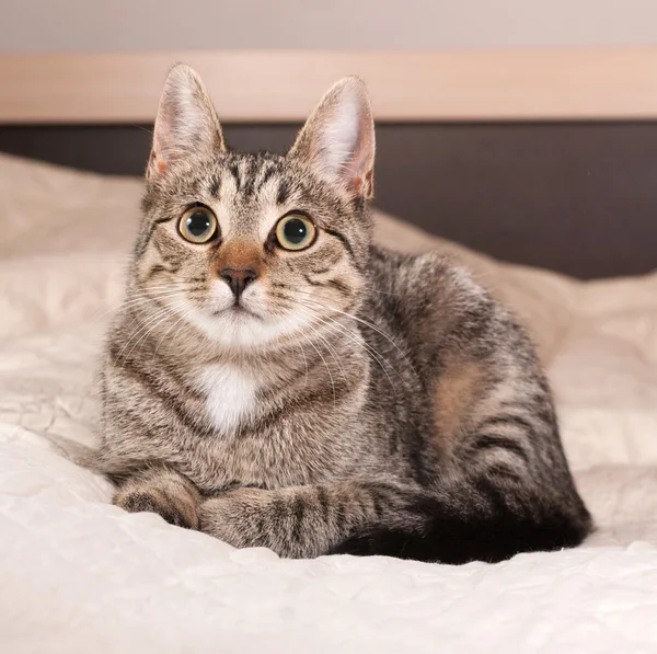 Tabby kitten lying on bed — Stock Photo, Image