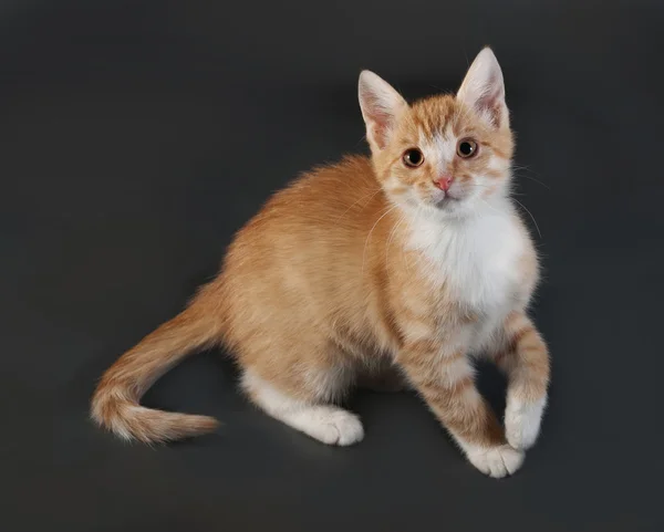 Gri üzerine oturan kırmızı ve beyaz yavru kedi — Stok fotoğraf