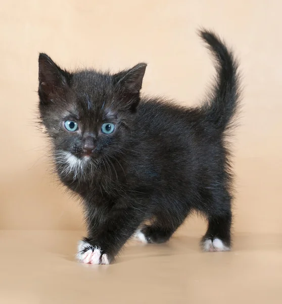 Gatinho preto e branco em pé no amarelo — Fotografia de Stock