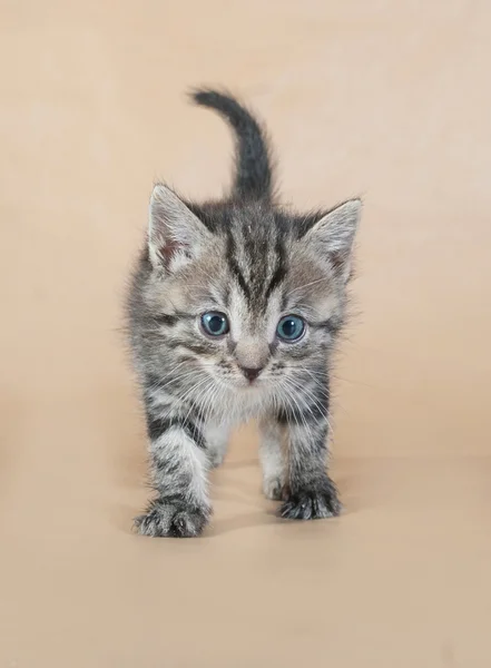 Grå randig kattunge stående på gula — Stockfoto