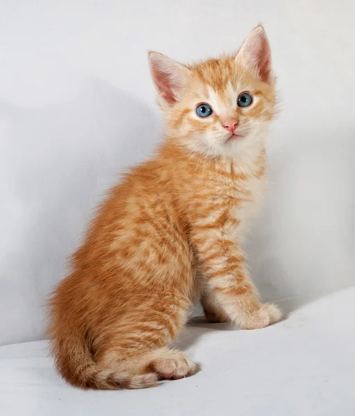 Red fluffy kitten sitting on gray — Stock Photo, Image