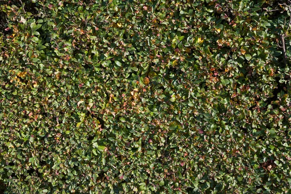 Textur der grünen Hecken — Stockfoto